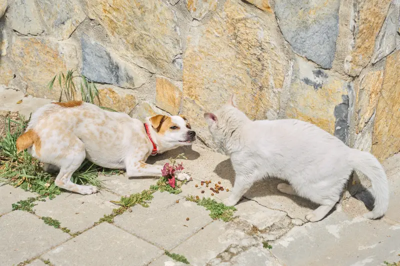 Conflict as represented by a dog and cat posturing